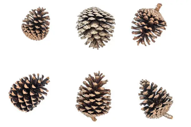 Photo of Group of pine cones isolated on white background.