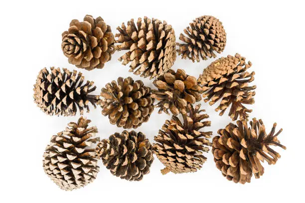 Photo of Group of pine cones isolated on white background.