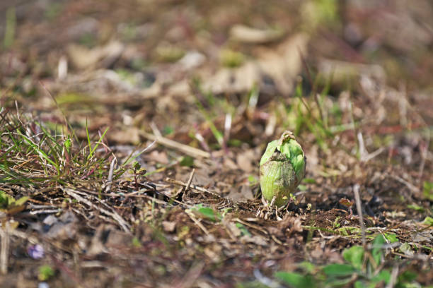 istock Petasites japonicus 1211056301