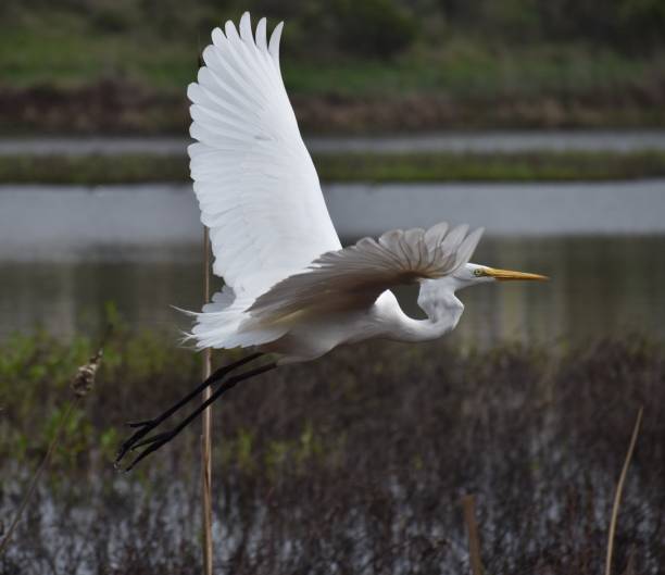istock A great egret in flight over wetlands. 1211057403