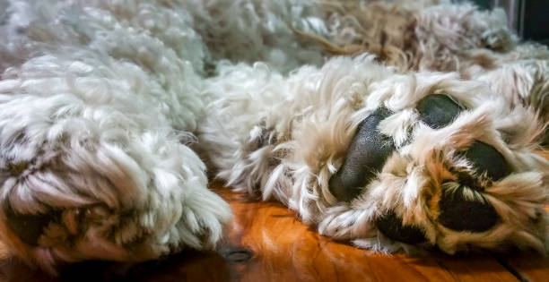 Underside of a dog's paw, showing soft walking pads and fur structures Underside of a dog's paw, showing soft walking pads and fur structures. Image take while the dog was asleep. dog paw padding close up stock pictures, royalty-free photos & images