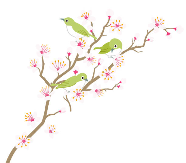 istock Cherry blossom twig with little green bird - three animals 1211059891