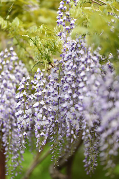istock Wisteria, a famous flower of spring 1211060496