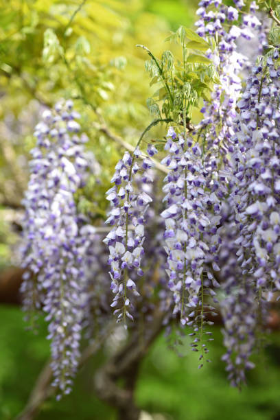 istock Wisteria, a famous flower of spring 1211061008
