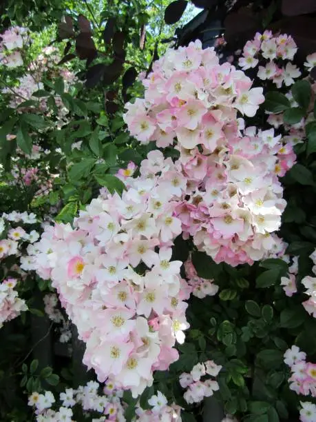 Beautiful multiflora pale pink shrub roses