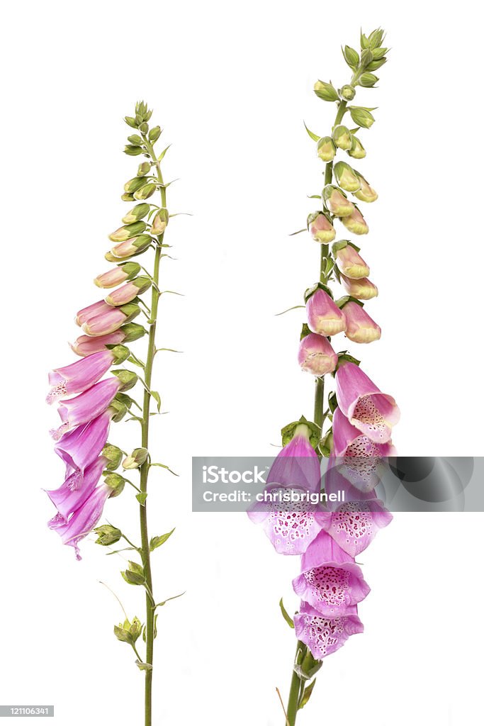 Fingerhut Blume - Lizenzfrei Fingerhut - Blume Stock-Foto