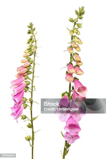 Fingerhut Blume Stockfoto und mehr Bilder von Fingerhut - Blume - Fingerhut - Blume, Freisteller – Neutraler Hintergrund, Blume