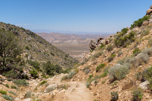 istock Joshua Tree National Park 1211063594