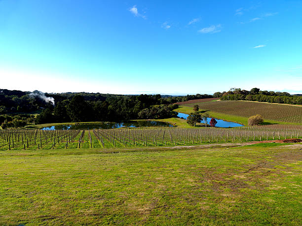istock Vineyard in the Victoria 121106467