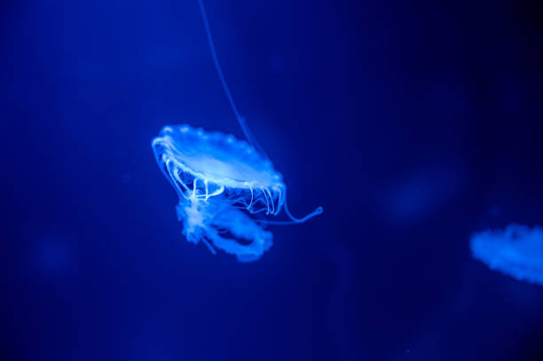 istock Small jellyfish floating in the water 1211064724