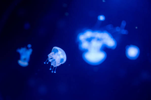 istock Small jellyfish floating in the water 1211064727