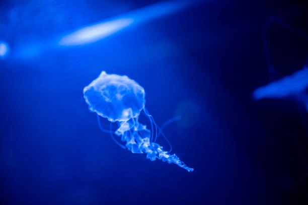 istock Small jellyfish floating in the water 1211064728