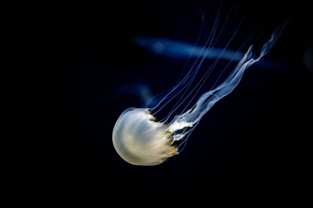 istock Small jellyfish floating in the water 1211064745