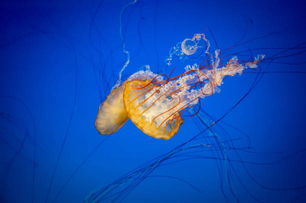 istock Small jellyfish floating in the water 1211064750