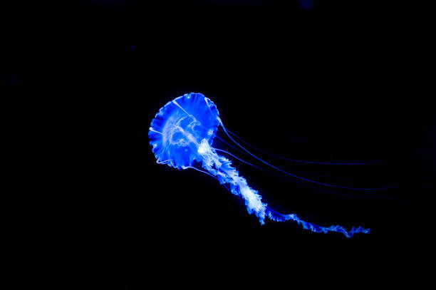 istock Small jellyfish floating in the water 1211064762