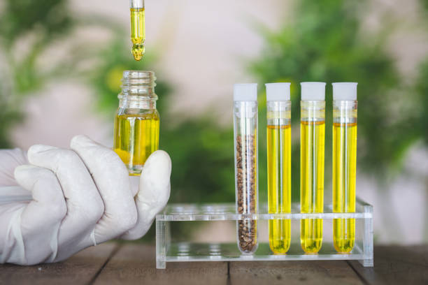 Female scientists researching hemp oil. cannabis oil cbd. Concept of herbal alternative medicine, pharmaceptical industry. Female scientists researching hemp oil. cannabis oil cbd. Concept of herbal alternative medicine, pharmaceptical industry. cannabidiol photos stock pictures, royalty-free photos & images
