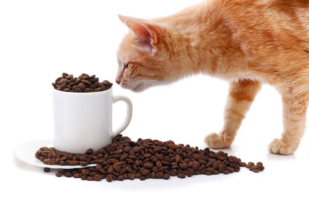 istock ginger cat siniffing white coffee cup with saucer overfilled with roasted coffee beans isolated on white background 1211066632