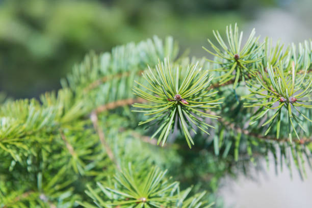 istock Close-up of needles on fir tree branch in forest in springtime 1211066976