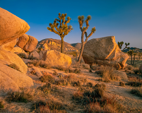 Joshua Tree National Park is a vast protected area in southern California. It's characterized by rugged rock formations and stark desert landscapes. Named for the region’s twisted, bristled Joshua trees, the park straddles the cactus-dotted Colorado Desert and the Mojave Desert, which is higher and cooler. Keys View looks out over the Coachella Valley.