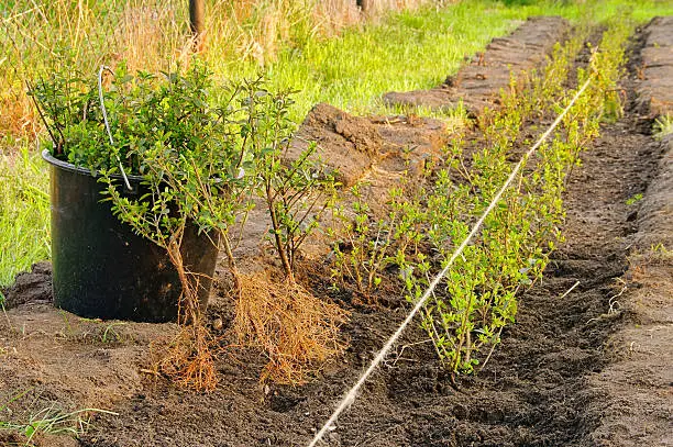 planting a hedge in garden