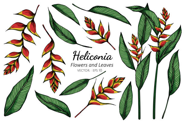 Set of Heliconia flower and leaf drawing illustration with line art on white backgrounds. Set of Heliconia flower and leaf drawing illustration with line art on white backgrounds. heliconia stock illustrations