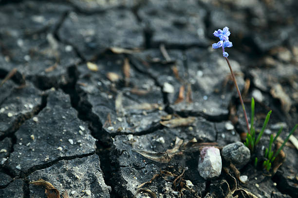istock New Life on dry ground 121107636
