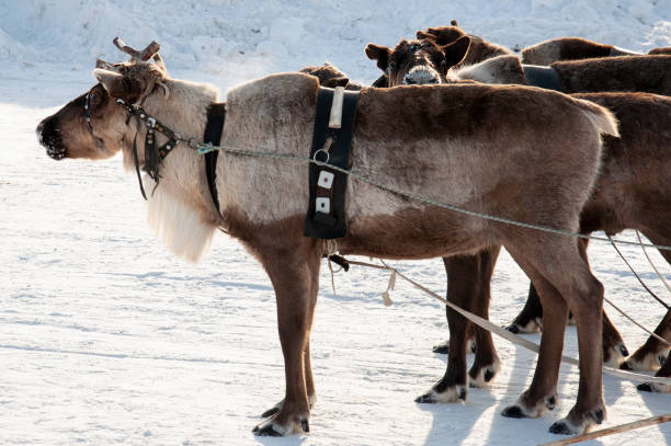 istock North deer are running on the snowy field track 1211078516