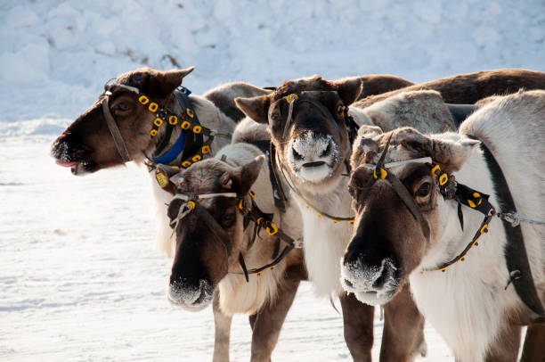 istock North deer are running on the snowy field track 1211078532