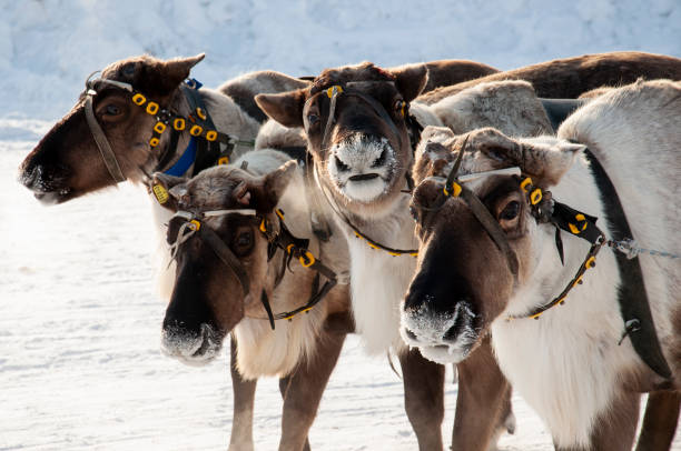 istock North deer are running on the snowy field track 1211078555