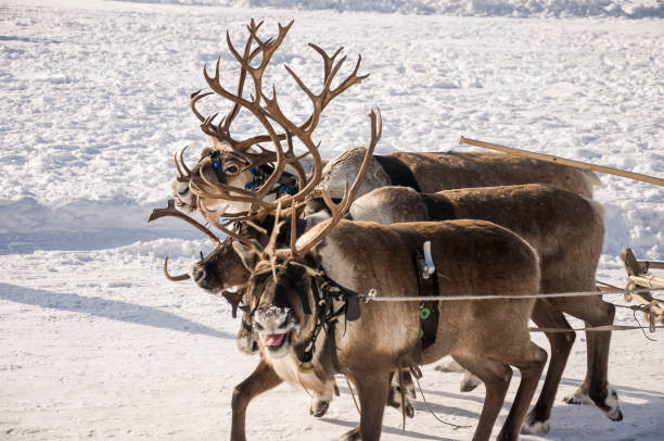 istock North deer are running on the snowy field track 1211078633