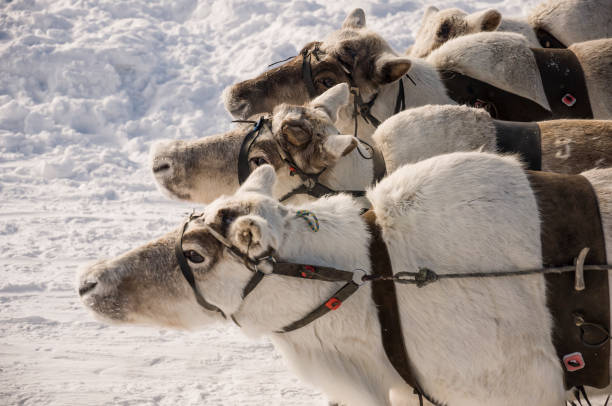 istock North deer are running on the snowy field track 1211078660