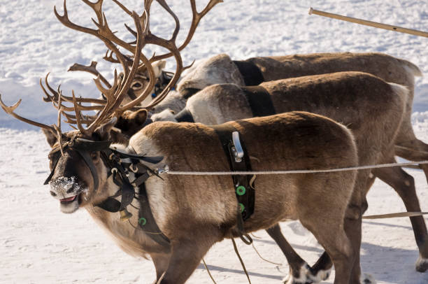 istock North deer are running on the snowy field track 1211078671