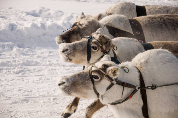 istock North deer are running on the snowy field track 1211078692