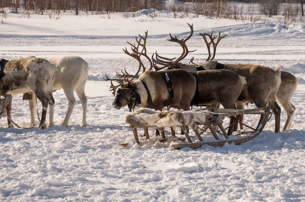istock North deer are running on the snowy field track 1211078695