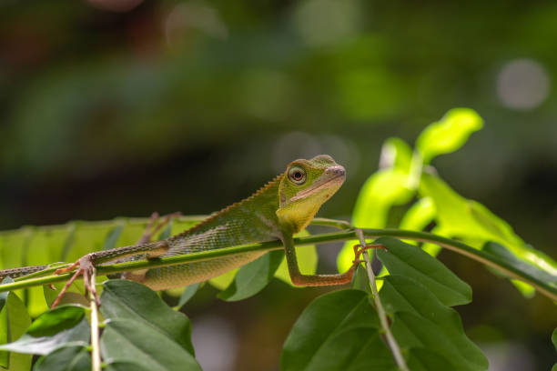 istock Bronchocela jubata, commonly known as the maned forest lizard 1211078753