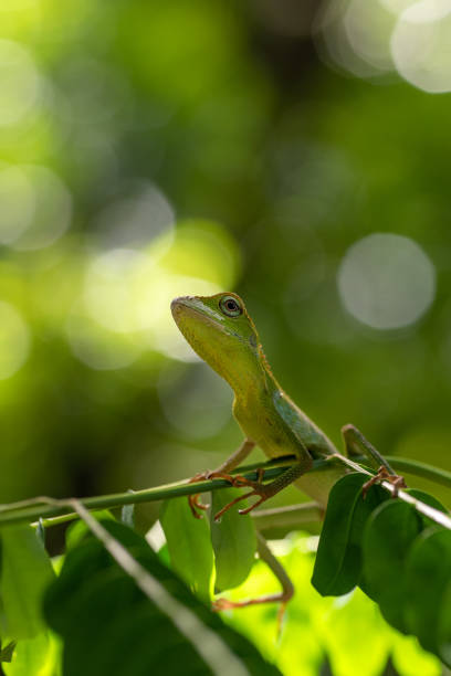 istock Bronchocela jubata, commonly known as the maned forest lizard 1211078807
