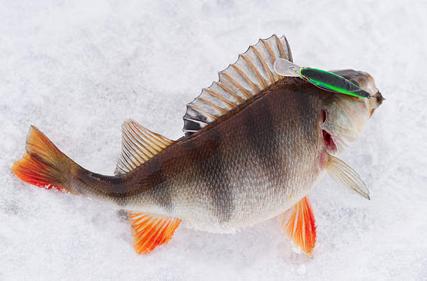 istock Perch with spinning lure in mouth 121107993