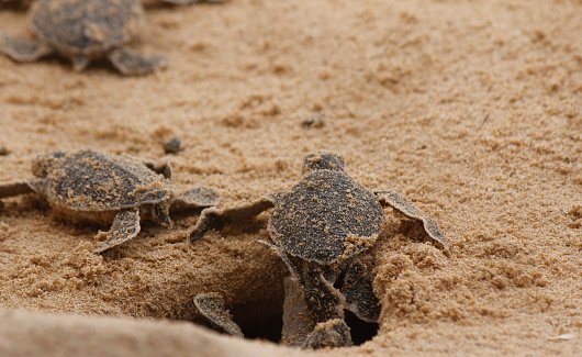 baby sea turtle hatching. One day old sea turtles in Hikkaduwa in the turtle farm.,Sri Lanka tourism . Loggerhead baby sea turtle