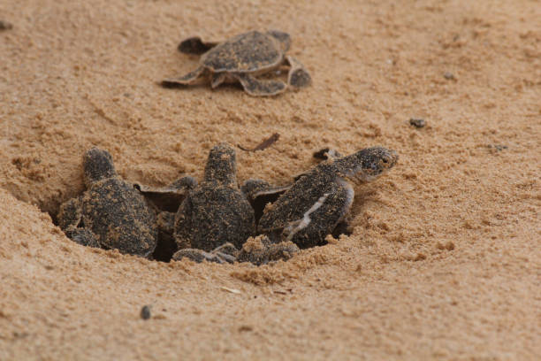 bébé tortue de mer éclore. un jour vieux tortues de mer à hikkaduwa dans la ferme de tortues.,sri lanka tourisme . tortue de mer de chéri de caouanne - the hare and the tortoise photos et images de collection