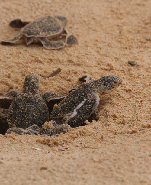 bébé tortue de mer éclore. un jour vieux tortues de mer à hikkaduwa dans la ferme de tortues.,sri lanka tourisme . tortue de mer de chéri de caouanne - the hare and the tortoise photos et images de collection