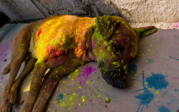 istock Mathura holi festival 1211084205
