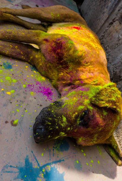 Mathura holi festival