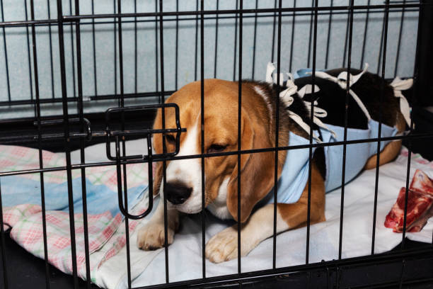 istock Veterinary protective bandage for dogs after surgery. Sick dog Beagle in a cage 1211090820