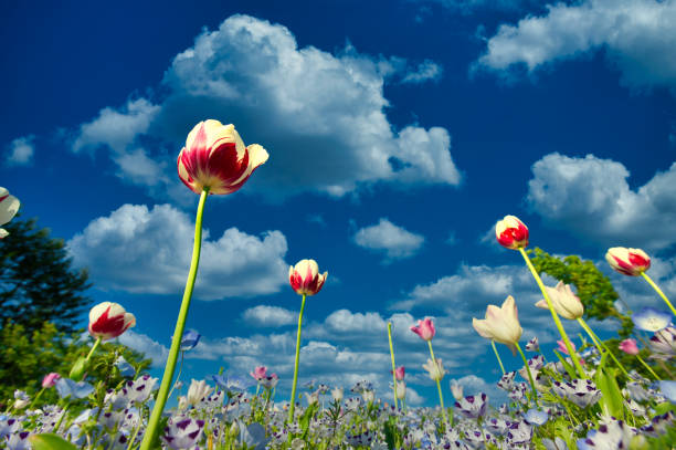 istock cute flowers and blue sky 1211092162