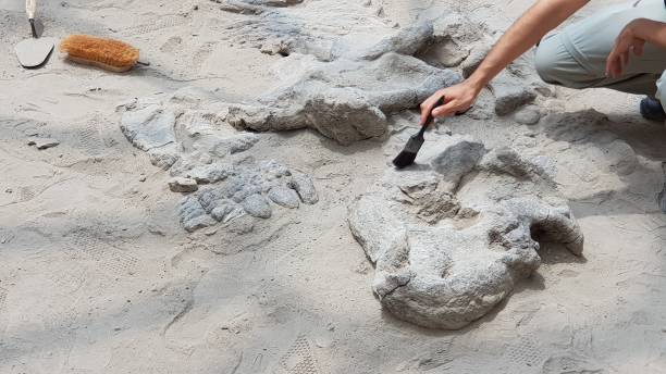 istock Fossil in patagonia 1211095727