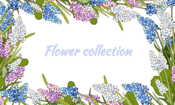 Floral banner with spring flowers on a white background. Vector illustration, text frame for greetings and invitations. Muscari latifolium Floral banner with spring flowers on a white background. Vector illustration, text frame for greetings and invitations. Muscari latifolium muscari latifolium stock illustrations