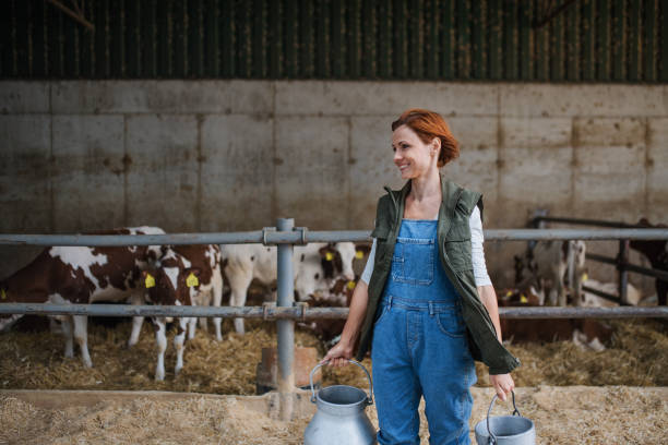 istock Woman worker with cans working on diary farm, agriculture industry. 1211099718