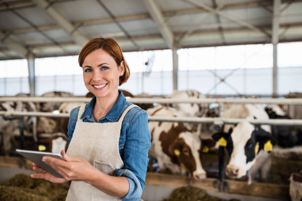 Woman manager with tablet working on diary farm, agriculture industry. Woman manager with tablet working on diary farm, agriculture industry. Copy space. barren cow stock pictures, royalty-free photos & images