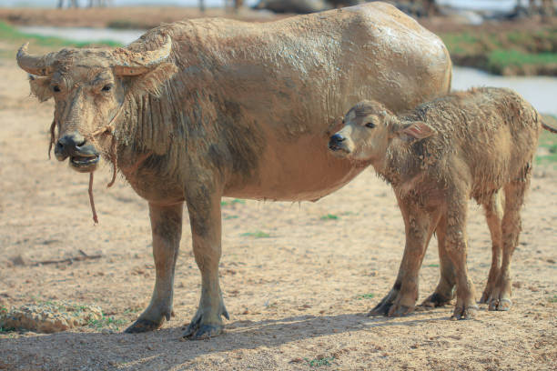 buffalo herd is walking and eating green grass by the river in the summer of Thailand.