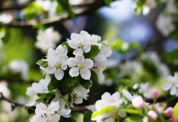istock Nature floral background. Blooming Apple tree. White Apple blossoms on a branch close-up. Live wall of flowers in a spring garden. 1211102849